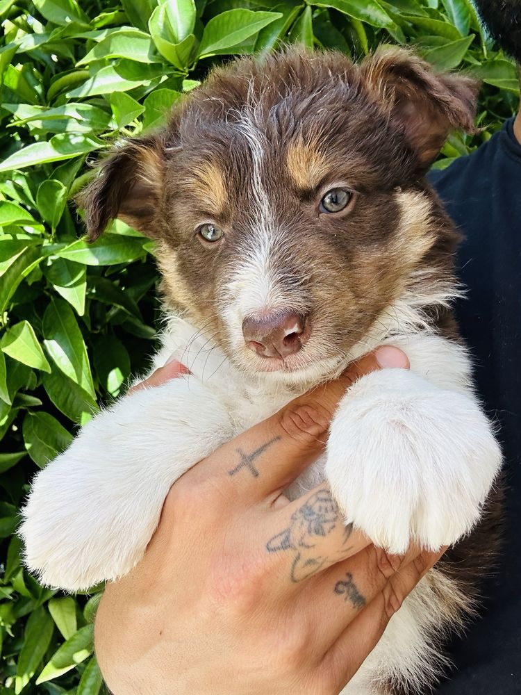 Menina border collie chocolate tricolor