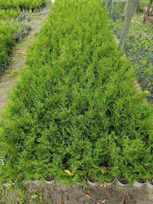 Продам тую колумна, брабант, літл гігант, бересклет