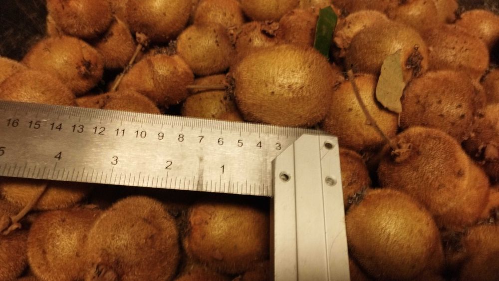 Kiwis produção caseira