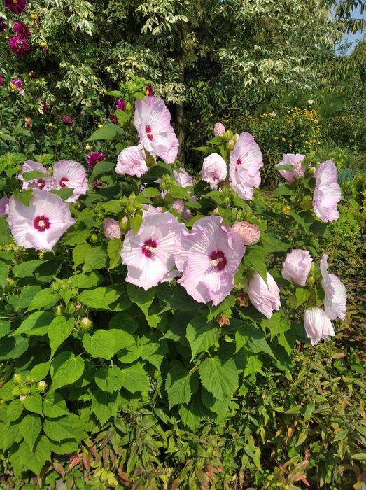 Hibiskus bagienny różowy duże kwiaty. Młode