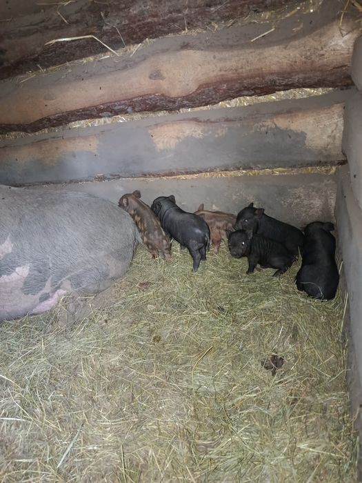 Міні-піг вес 1 кг возраст месяц. Маленькі поросята