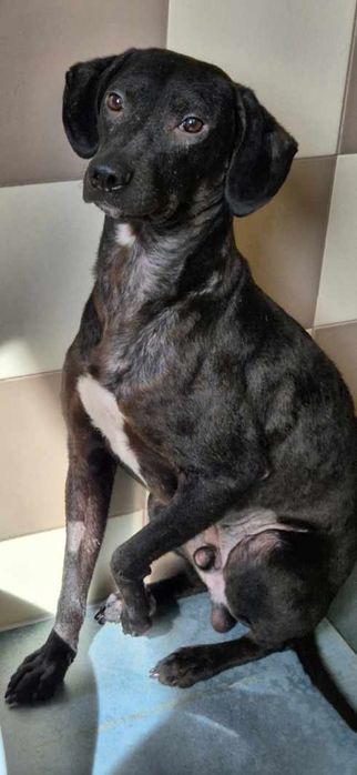 Piesek około 3 lata