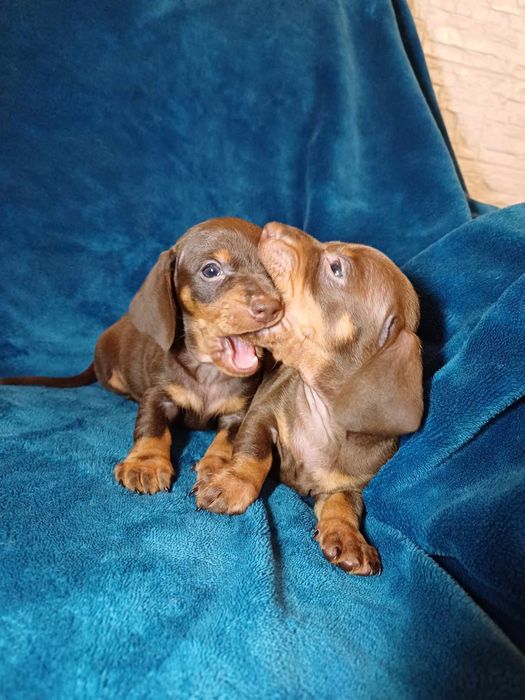 Jamnik czekoladowy krótkowłosy miniatura suczka