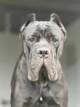 Zapowiedź miotu Cane Corso ZKwP/FCI - koniec czerwca 2025