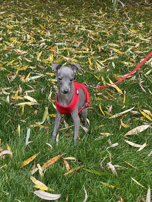 Charcik włoski chłopak