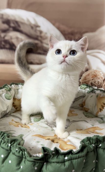 Красунечка ау1233