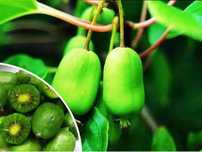 Kiwi aktinidia ISSAI