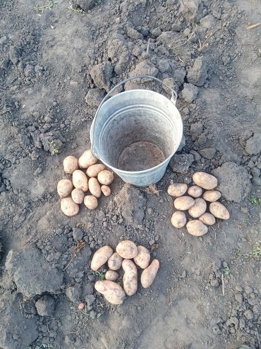 Продам домашнюю картошку