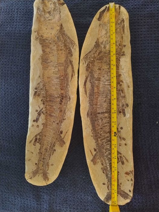 Skamielina ryby split duży okaz Vinctifer Comptoni Kreda