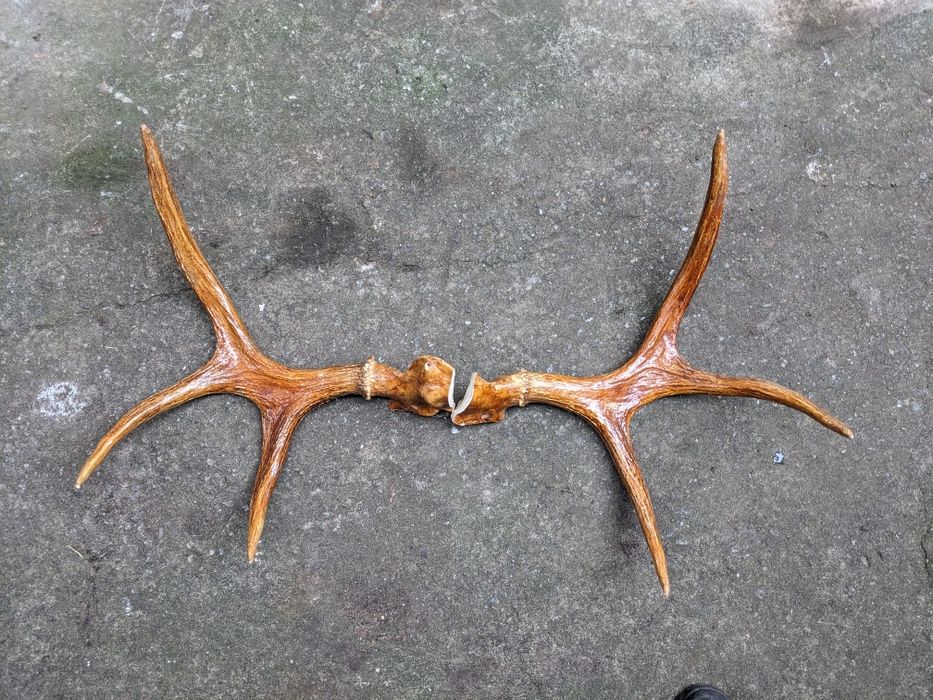 Роги оленя  полаковані