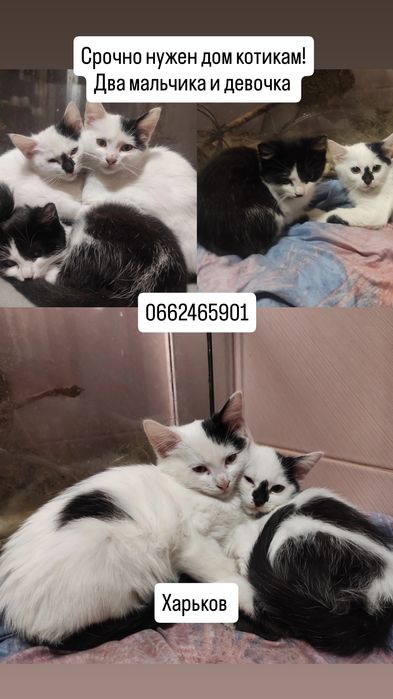 Прекрасные котики ищут семью, бесплатно!!