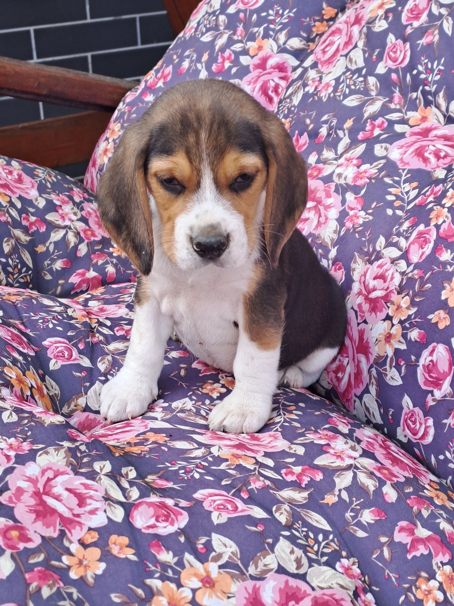Sunia beagle z rodowodem.