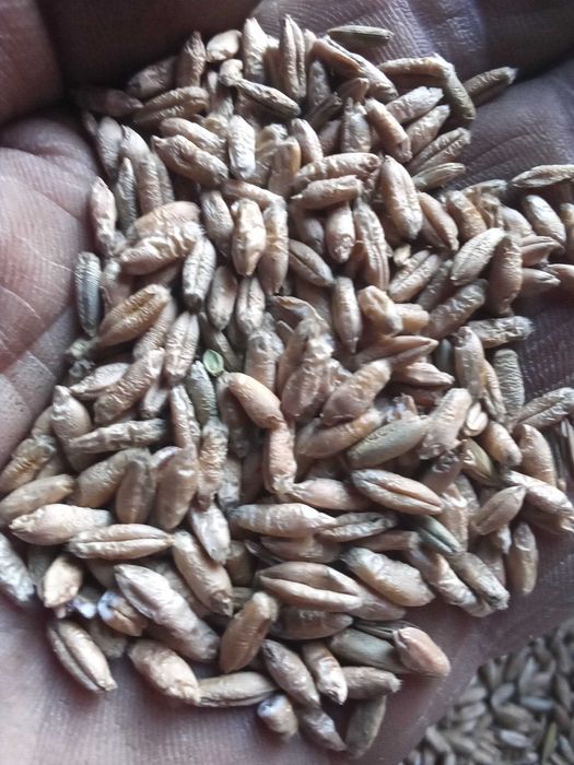 Sprzedam pszenżyto ozime