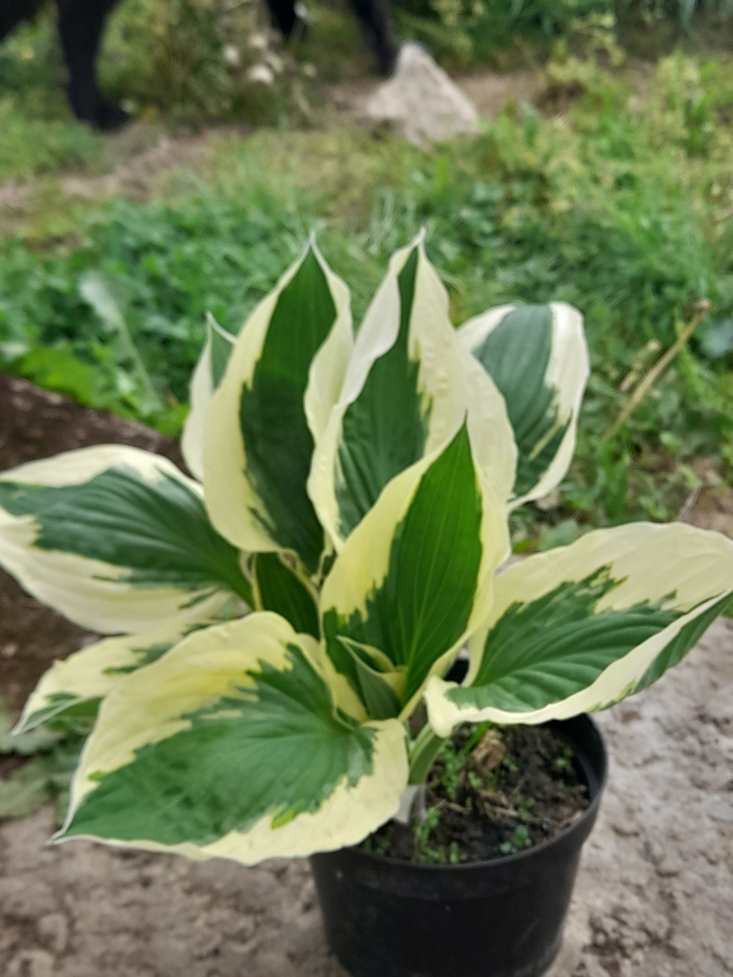 Hosta , funkia w odmianach 10+ 1 gratis