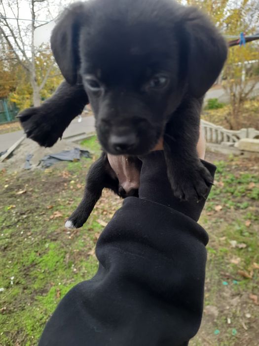 Дві дівчинки віддам в добрі руки