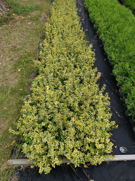 Продам тую колумна, брабант, літл гігант, бересклет