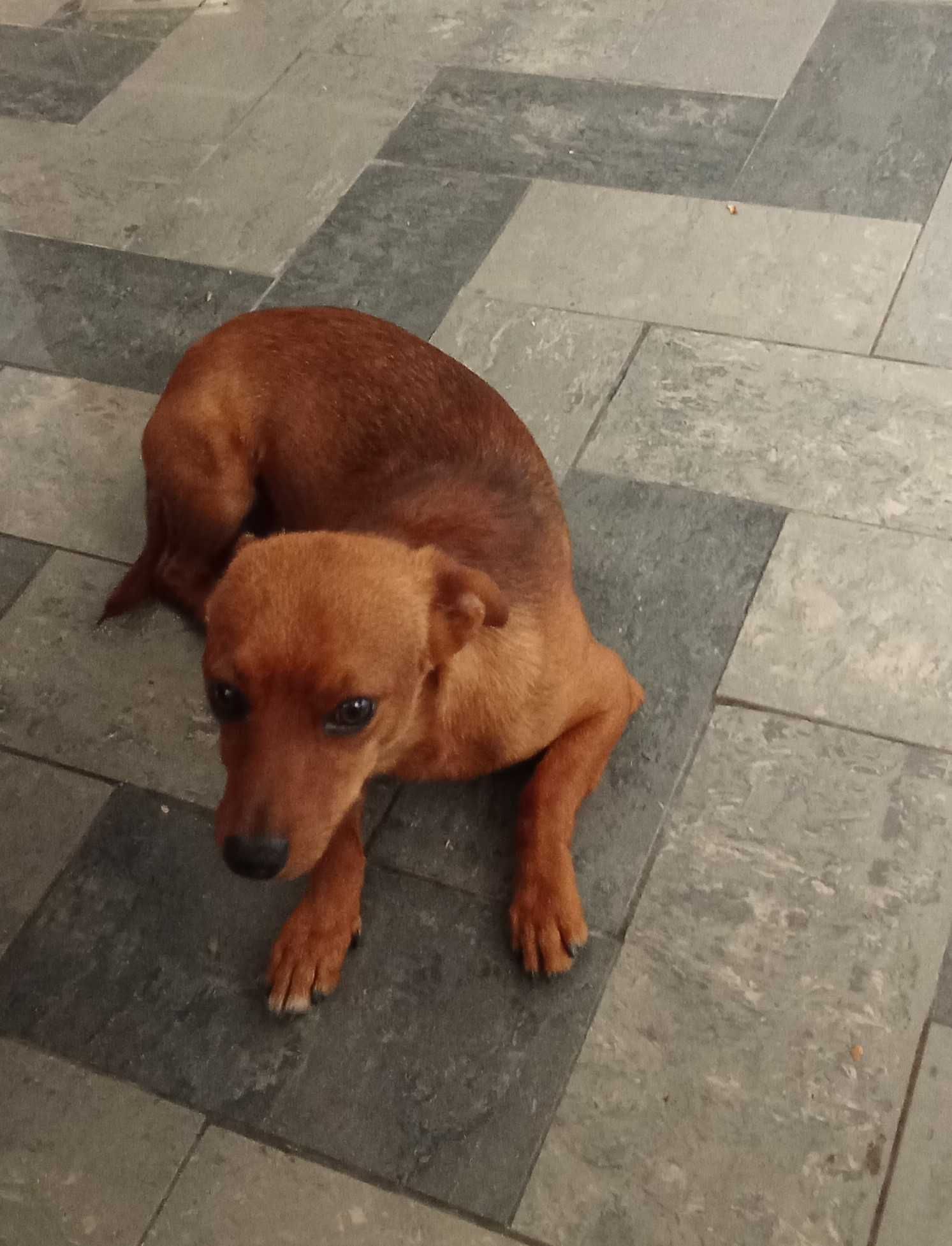 cão para adoção, muito brincalhao