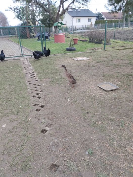 Kaczki biegus indyjski sprzedam.