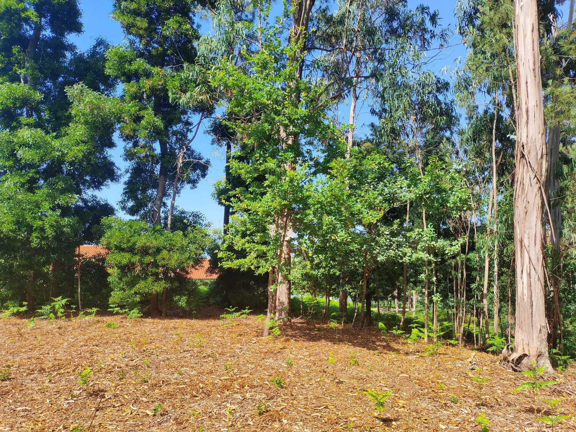 Vende-se terreno em Sabadim (Arcos de Valdevez - Viana do Castelo)