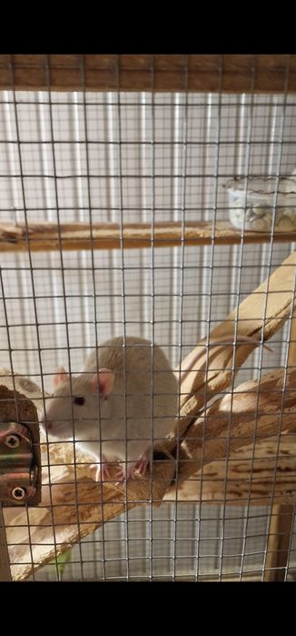 Oddam białego szczurka