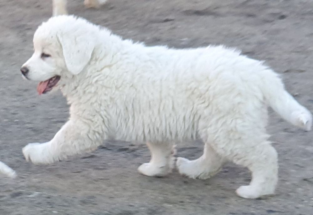 Szczeniak Owczarka Podhalańskiego