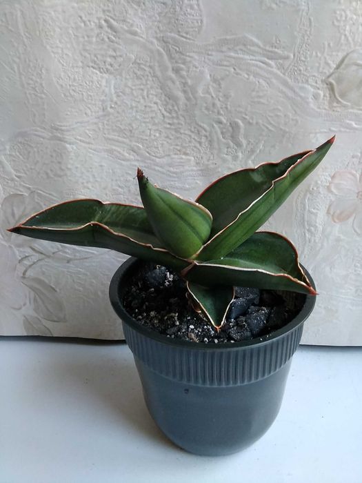 Сансевиерия Муншайн Голден флейм Лауренти Бонселенсис Самурай