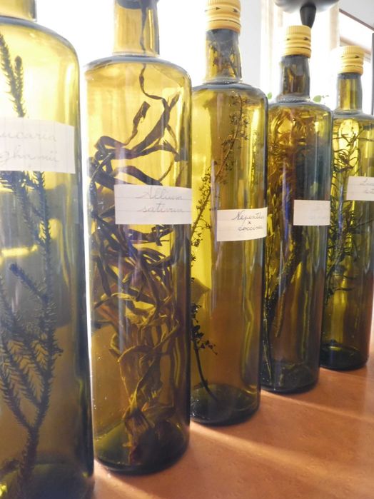Garrafa decorativa reutilizada com espécies botânicas no seu interior