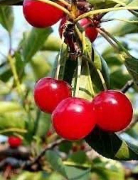 Drzewka wiśnie jabłonie grusze śliwy czereśnie