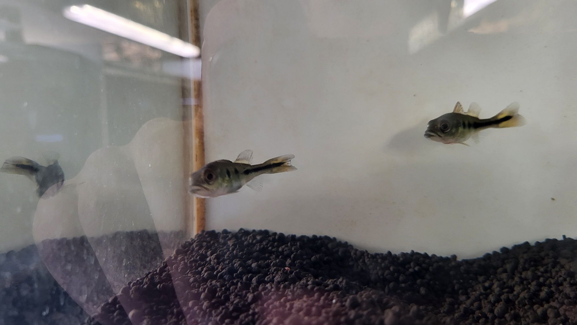 Ciclha kelberi Tamanho 6/7cm