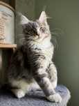 Niebieska pręgowana kotka maine coon FPL
