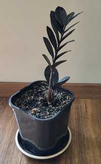 roślina domowa kolekcjonerska doniczkowa zamiokulkas raven