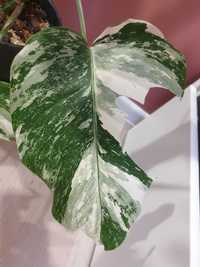 Monstera variegata cięta sadzonka