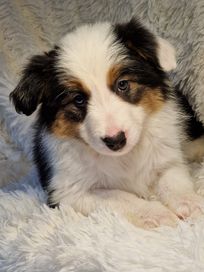 Border collie suczka tri color