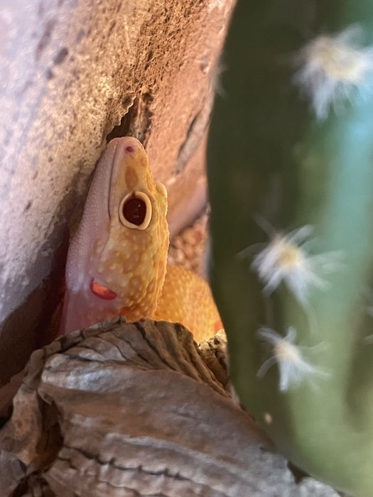 Gekon lamparci z terrarium