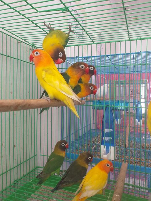 Roseicollis Loja Profissional