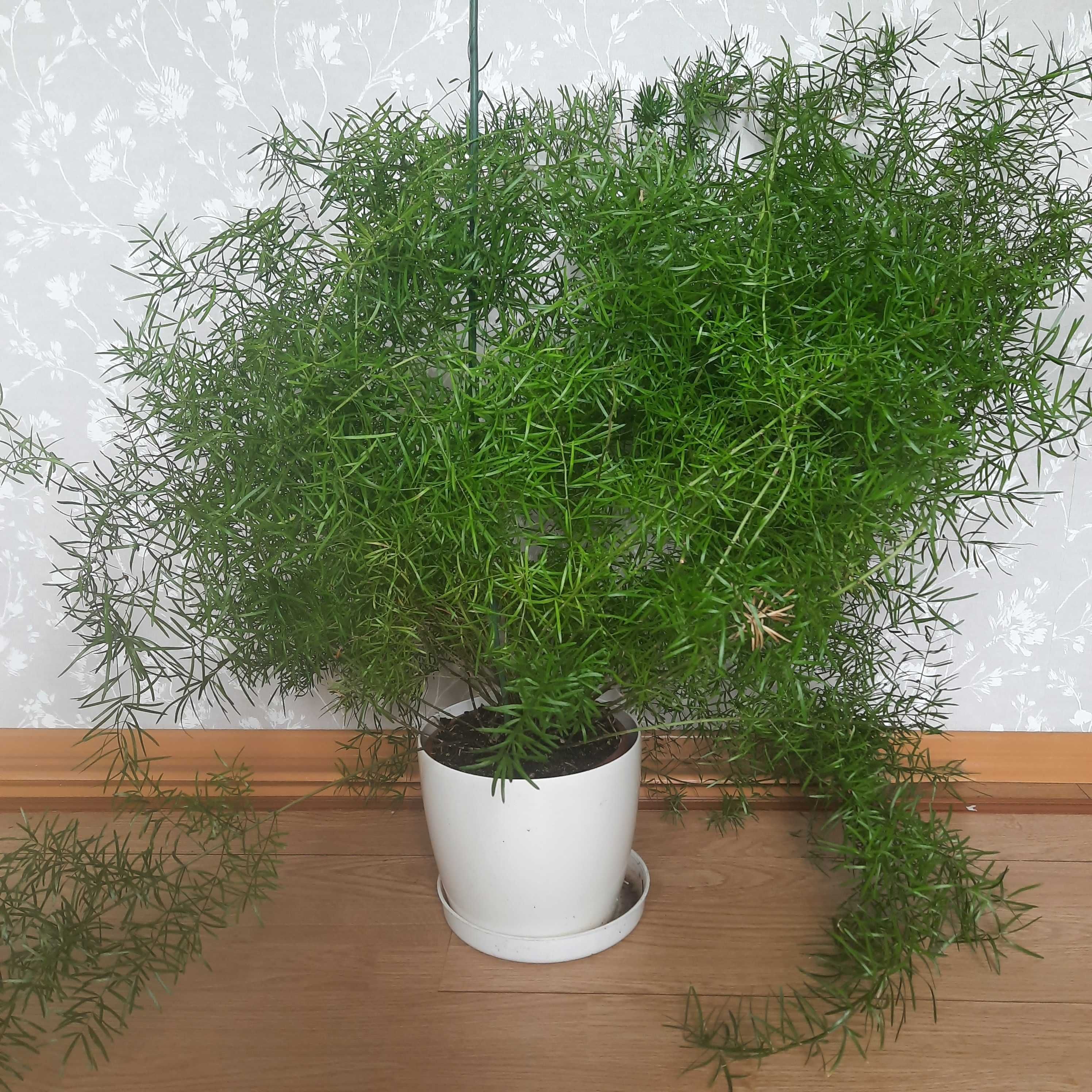 Asparagus ozdobny doniczkowy kwiat roslina