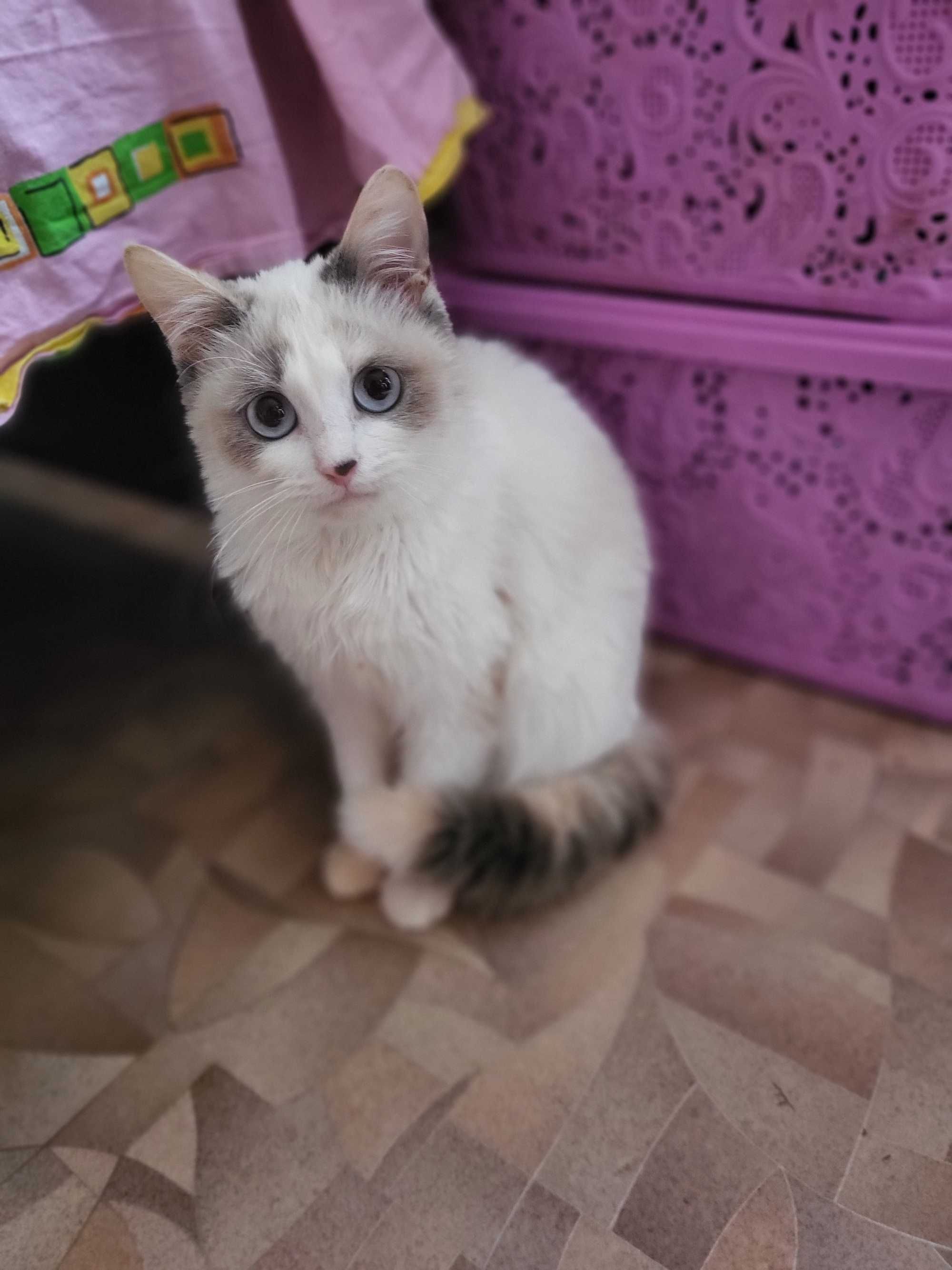 Кошечка метис ищет хорошую семью