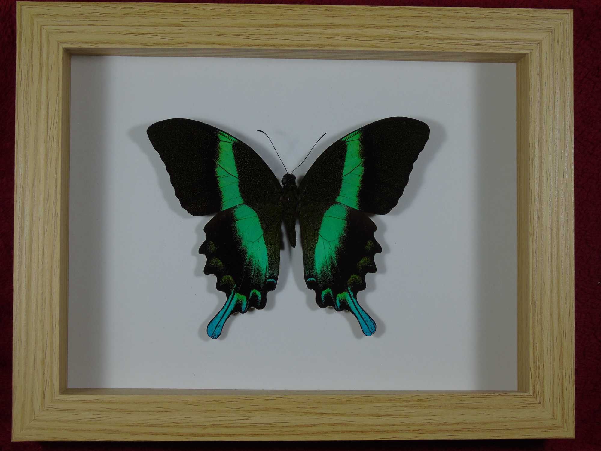Motyl w ramce 22x17cm . Papilio blumei .