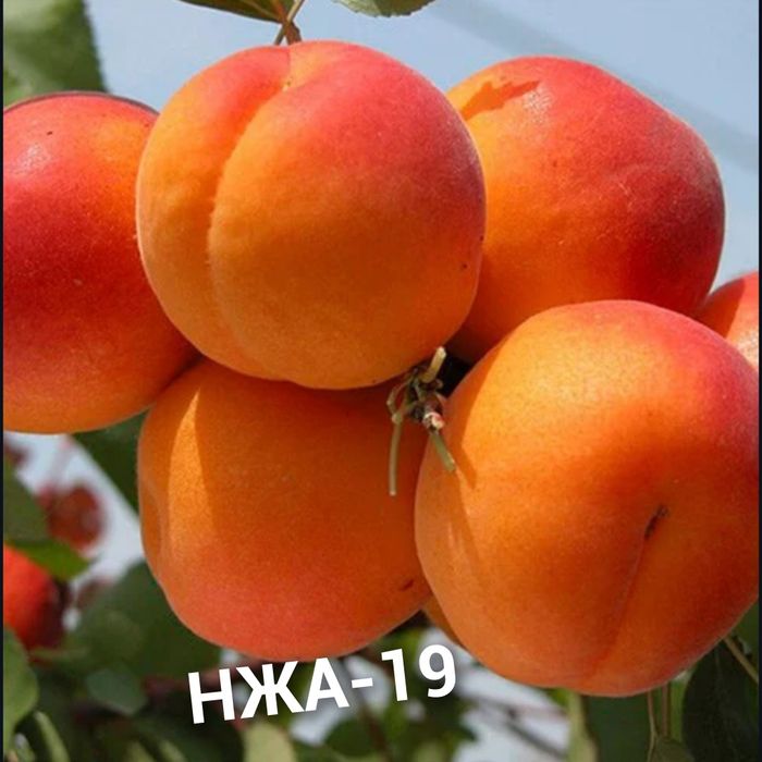 Саджанці Абрикоса