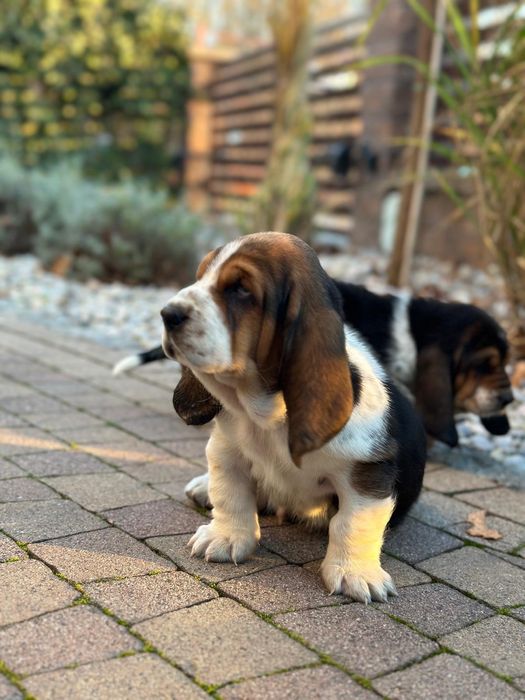 Basset hound szczeniak