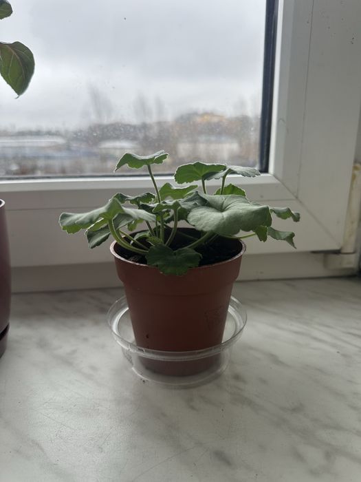 Ukorzenione sadzonki fuksji, pelargonii i koleusa