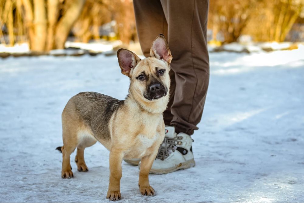 Wyjątkowej urody mała młoda suczka do adopcji