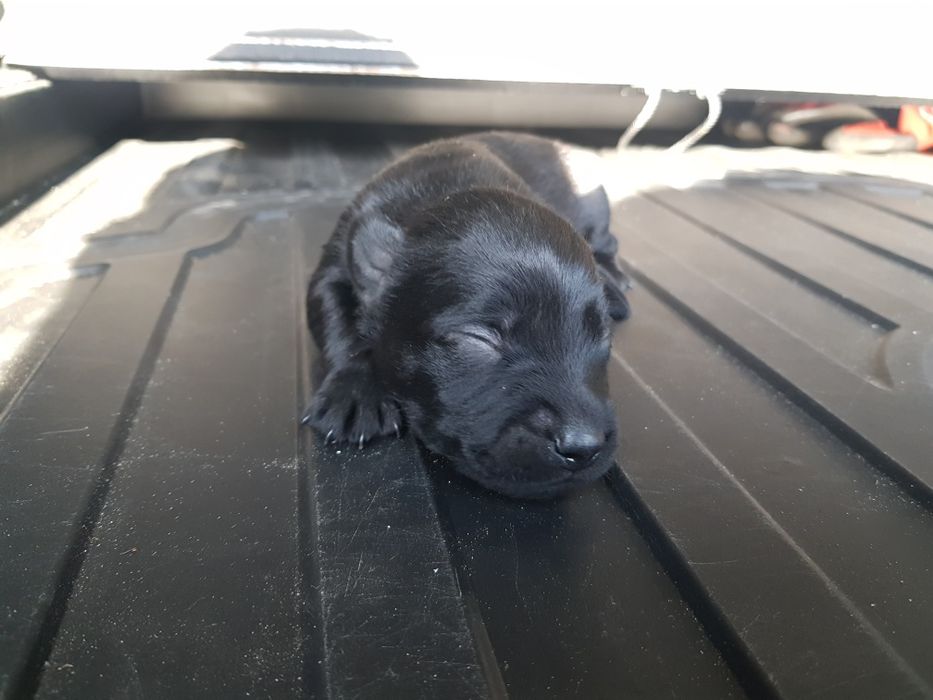 Oddam pieski szczeniaki po małych rodzicach