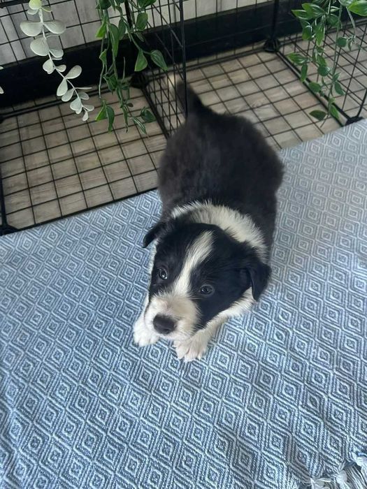 Border Collie - piesek