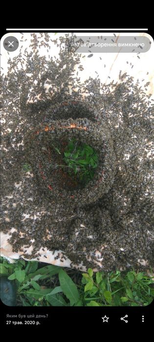 Бджолосім'ї та бджоловідводки