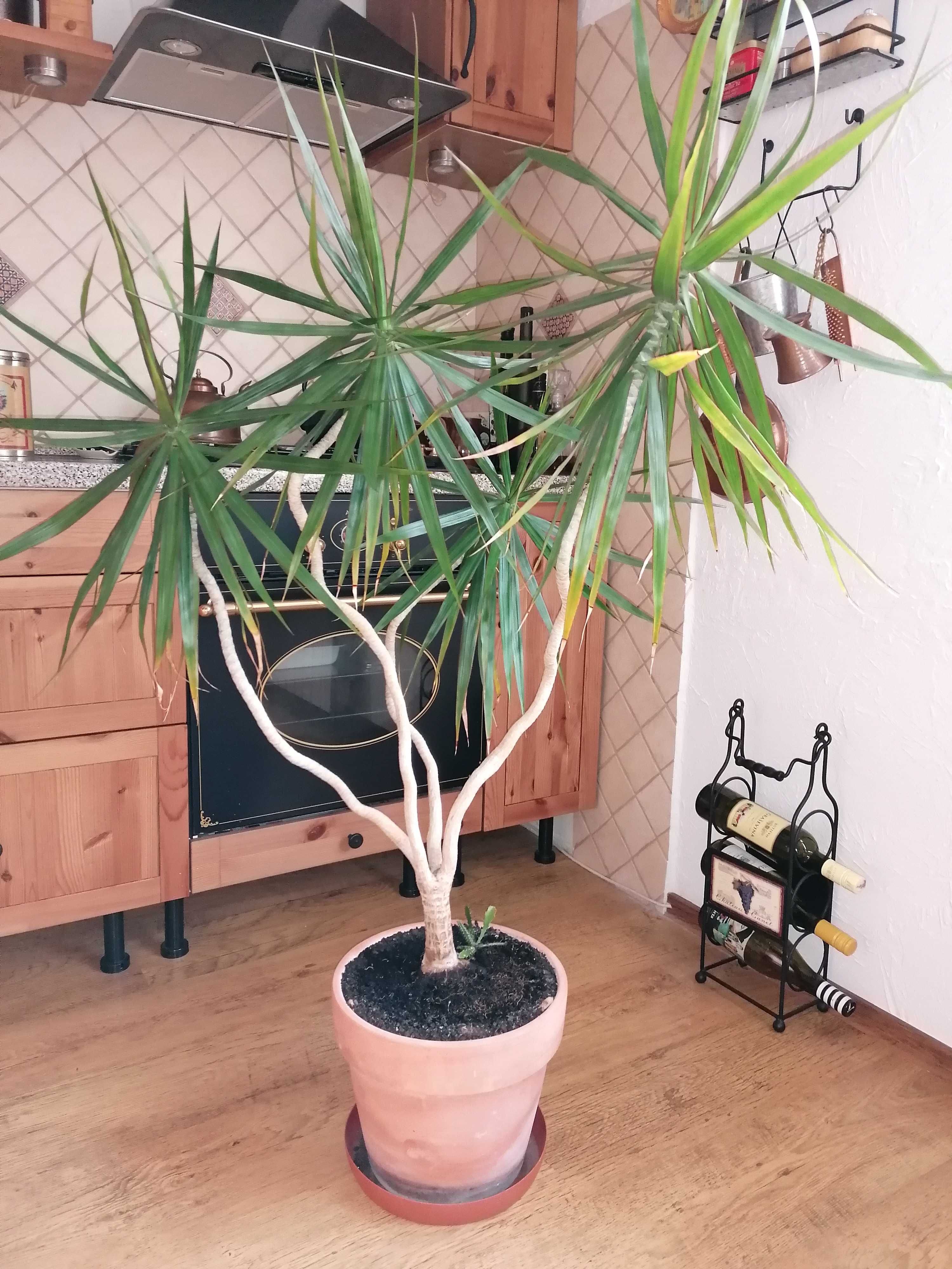 Kwiat doniczkowy żywy 15 lat duży dracena wysoki 140 cm