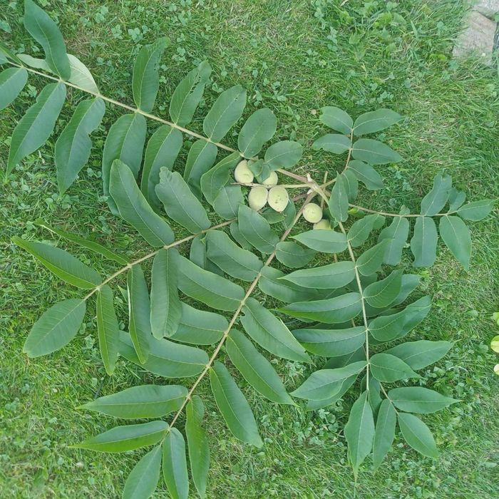 Czarny orzech owoce zdrowotny 2 kg
