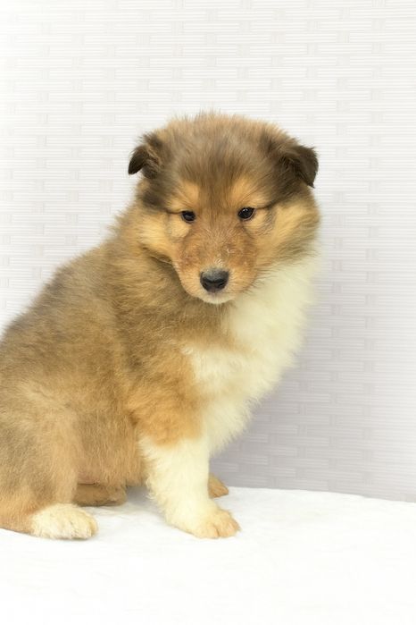 Rough Collie - Lassie
