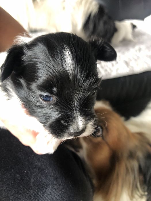 Spaniel kontynentalny papillon suczka