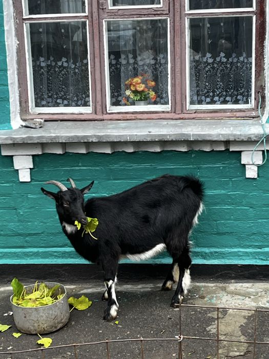 Козочка молода 9 місяців